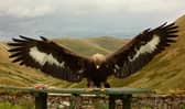 A golden eagle called Merrick is thought to have been shot while sleeping just before Christmas last year (Picture: South of Scotland Golden Eagle Project)
