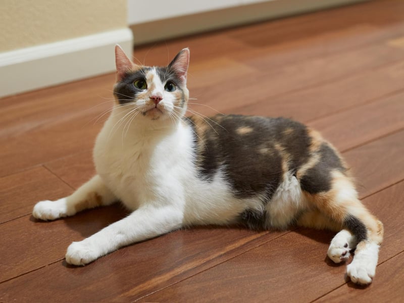 Friendly, social, brave and strong, the Siberian Forest is an ancient cat that remains easygoing and affectionate.