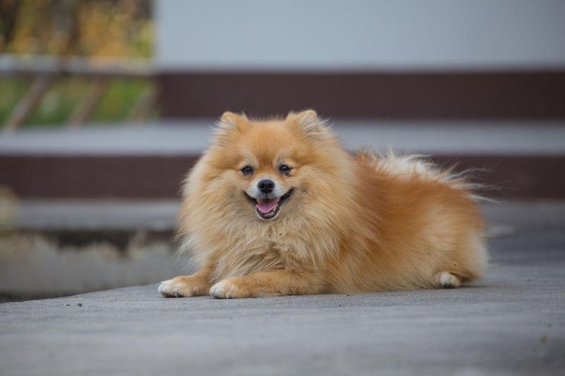 Technically the Pomeranian is quite a high energy dog, but they'll happily expend most of it careering around their home without any need for their owner to get involved. Otherwise 30 minutes or so of play and a good walk will do them just fine