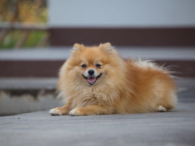 Technically the Pomeranian is quite a high energy dog, but they'll happily expend most of it careering around their home without any need for their owner to get involved. Otherwise 30 minutes or so of play and a good walk will do them just fine