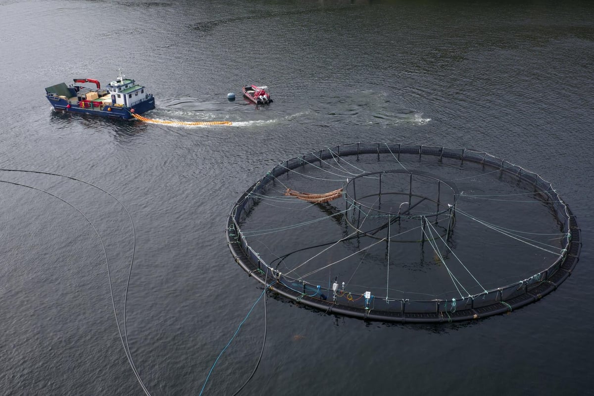 Chris Packham campaign takes aim at M&S over Scottish farmed salmon