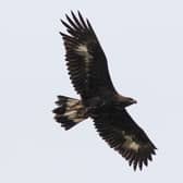 Young golden eagles that have already learned to fly have been captured in the Outer Hebrides and released in southern Scotland as part of a ground-breaking project to bring the species back to the region - it's the first time the technique has been used for raptor reintroduction in the UK. Picture: John Wright/South of Scotland Golden Eagle Project