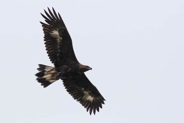 Young golden eagles that have already learned to fly have been captured in the Outer Hebrides and released in southern Scotland as part of a ground-breaking project to bring the species back to the region - it's the first time the technique has been used for raptor reintroduction in the UK. Picture: John Wright/South of Scotland Golden Eagle Project