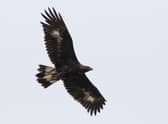 Young golden eagles that have already learned to fly have been captured in the Outer Hebrides and released in southern Scotland as part of a ground-breaking project to bring the species back to the region - it's the first time the technique has been used for raptor reintroduction in the UK. Picture: John Wright/South of Scotland Golden Eagle Project