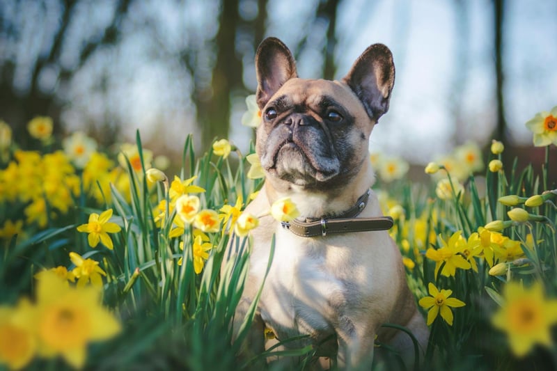 There are a few different things you can do to help control the discomfort your dog may be experiencing due to seasonal allergies and reduce the risk of a more serious problem. Avoid walking your dog early in the morning or late in the afternoon, as during this time pollen levels are at the highest. If possible, pick a different time and steer clear of fields, long grass and areas with plants.