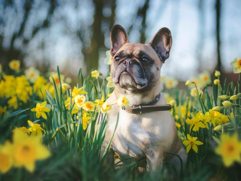 There are a few different things you can do to help control the discomfort your dog may be experiencing due to seasonal allergies and reduce the risk of a more serious problem. Avoid walking your dog early in the morning or late in the afternoon, as during this time pollen levels are at the highest. If possible, pick a different time and steer clear of fields, long grass and areas with plants.