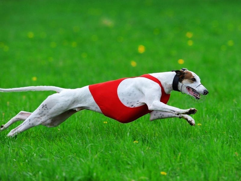 It probably comes as no surprise that the fastest breed of all is the Greyhound. They are born to run, although are surprisingly lazy the rest of the time, and have an incredible top speed of 45mph.