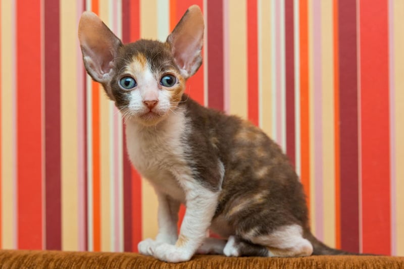 Adorable to look at, the Devon Rex breed of cat is the type of breed to show huge amounts of affection to its owner - and other cats.