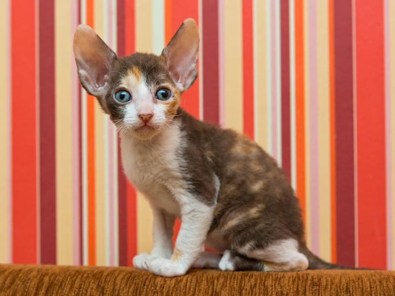 Adorable to look at, the Devon Rex breed of cat is the type of breed to show huge amounts of affection to its owner - and other cats.