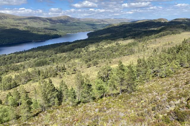 Ancient Caledonian pinewoods are at risk of being lost forever, conservationists have warned.