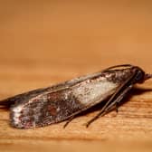 Indian meal moth