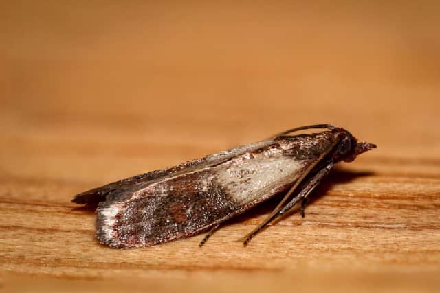 Indian meal moth