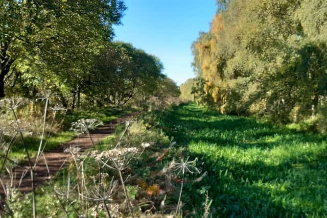 A section of the Monkland Canal west of Calderbank largely covered with foliage. Picture: The Scotsman