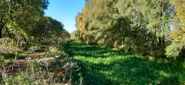 A section of the Monkland Canal west of Calderbank largely covered with foliage. Picture: The Scotsman