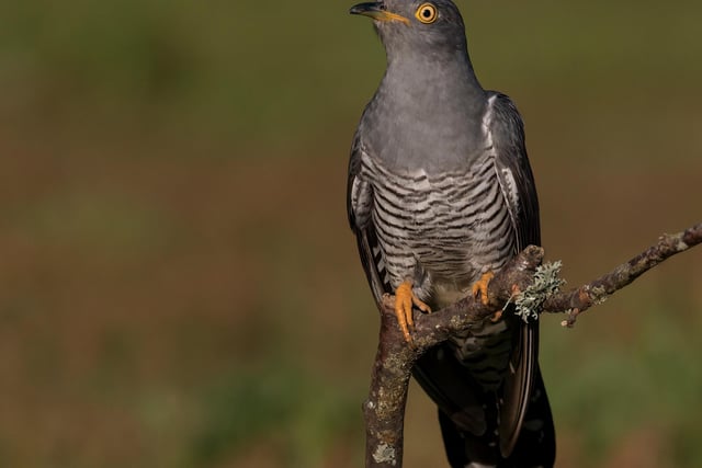 Omens used to determine the misery and suffering - or fortune and luck - for people in the year ahead were particularly rife in the Scottish Highlands and Islands during Spring. It was once thought to be unlucky if you heard the first call of a cuckoo bird prior to eating breakfast and some even slept with a portion of bread beneath their pillow to preemptively eat and avoid the misfortune.