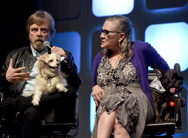First played by John Boyega in The Force Awakens, Finn was a First Order Stormtrooper who went rogue to join the Resistance. He's a hero for a new generation of Star Wars fans - and an inspiration for pet owners looking for a name.