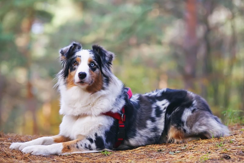 As the name suggests, Australian Shepherds were originally bred to herd sheep. One way they did this was to nip at the feet of the sheep, and its behaviour that they can now exhibit when young children are running around.
