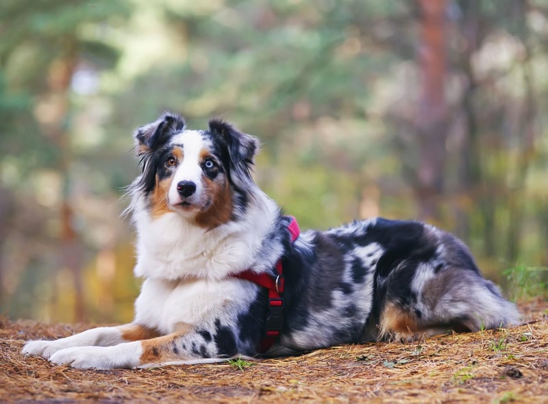 As the name suggests, Australian Shepherds were originally bred to herd sheep. One way they did this was to nip at the feet of the sheep, and its behaviour that they can now  exhibit when young children are running around.