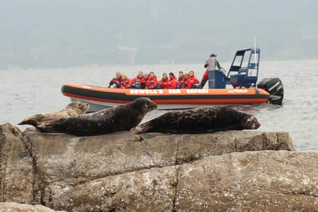 A sea safari on a zodiac from Sewell's Marian is a popular choice for visitors keen to see sea lions and seals as well as birdlife. Pic: Contributed