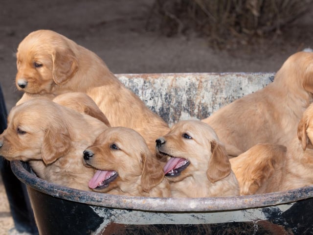 A combination of their shining colour and reputation for being VERY good dogs, means that it's a halo of Golden Retrievers.
