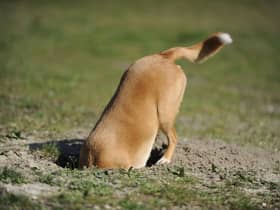 Some dogs just love to dog.