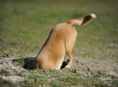 Some dogs just love to dog.