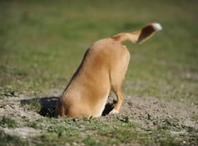 Some dogs just love to dog.