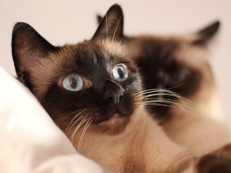 The chatty Siamese cat breed is one of the most social and friendly around. They love a good chat and will respond to affection.