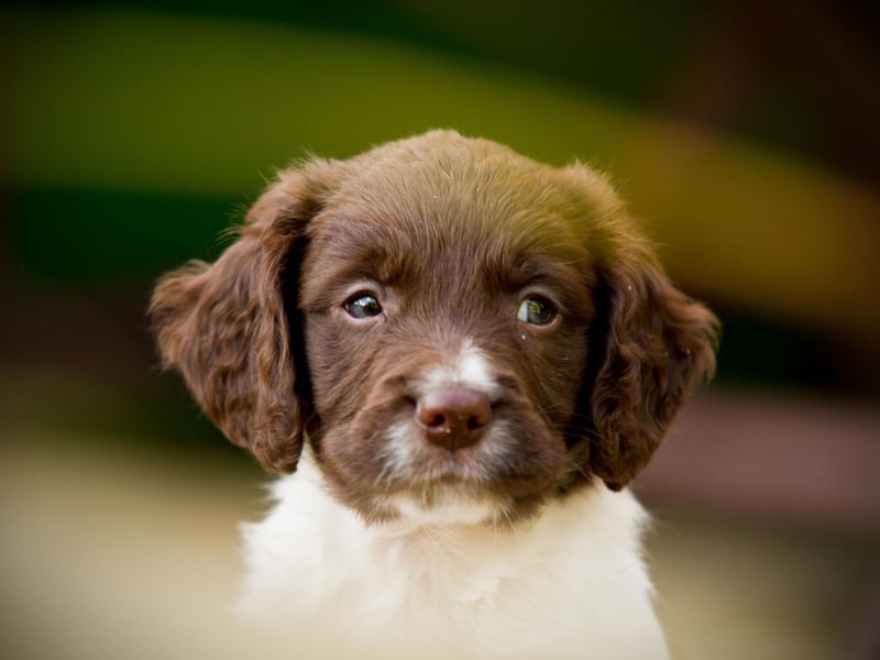 Other famous people who have owned Springer Spaniels include President George Bush, Oprah Winfrey, Prince Harry, Tilda Swinton, Princess Grace of Monaco and Bing Crosby.