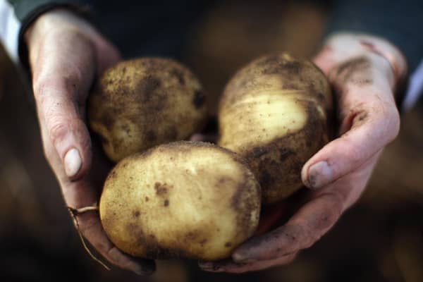 The potato sector relies heavily on scientific services