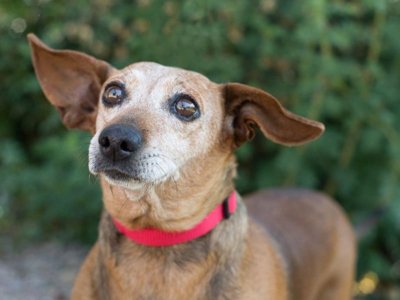 Both the smooth haired and long haired varieties of Dachshund live for between 12-17 years - with one record-breaker called Chanel reaching the age of 21.