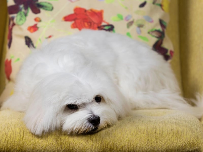 The Maltese is a small companion dog that is great for those living in a flat. While they dote on their owner they generally don't mind some alone time - expect a joyous response when you do return though.