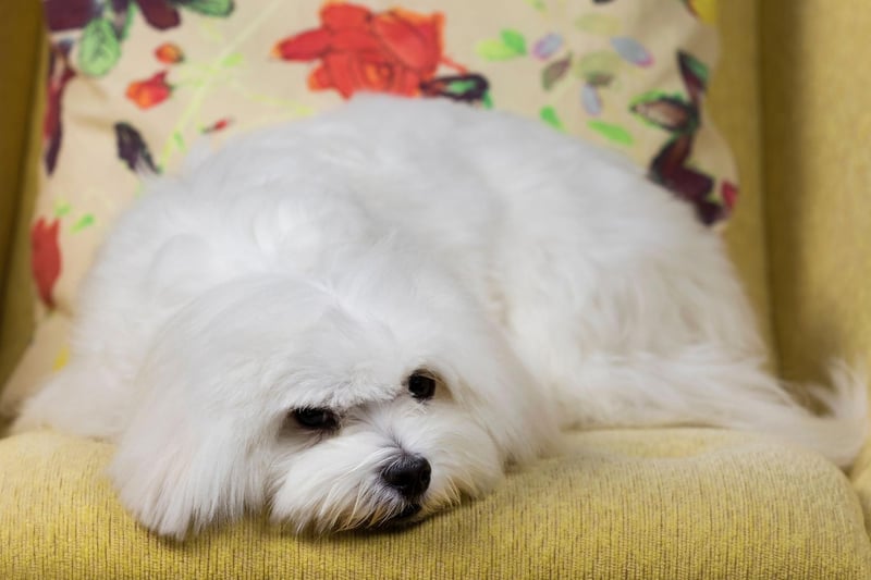 The Maltese is a small companion dog that is great for those living in a flat. While they dote on their owner they generally don't mind some alone time - expect a joyous response when you do return though.