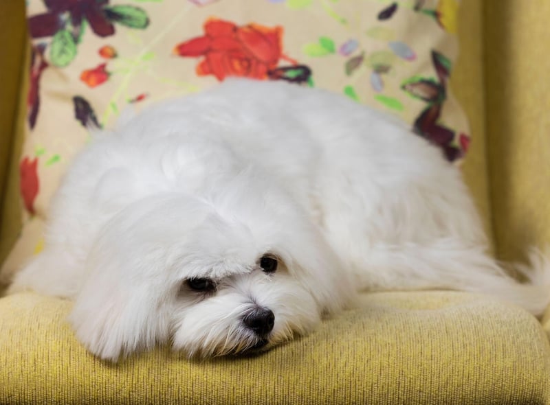The Maltese is a small companion dog that is great for those living in a flat. While they dote on their owner they generally don't mind some alone time - expect a joyous response when you do return though.