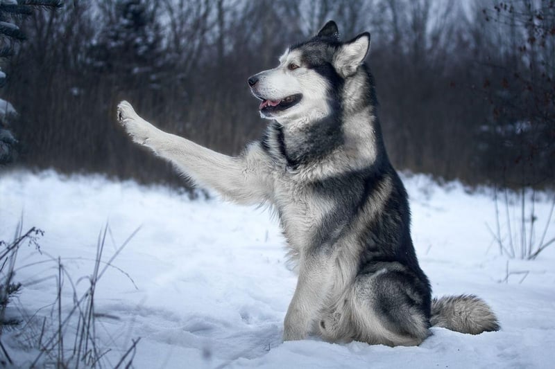 Bred to pull sleds huge distances over frozen tundra, the Alaskan Malamute has a strong work ethic and independent spirit that's not conducive to snuggling up on the sofa for an evening watching television.