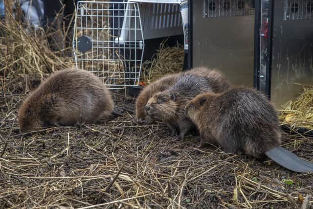 The young beavers weren't immediately sure what to do after they were let out of the cage. Picture: Joshua Glavin/Beaver Trust