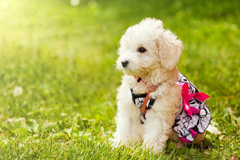 Whether you opt for the standard, mini or toy varieties, all poodles shed very little of their soft, curly hair. They are also highly intelligent and easy to train.