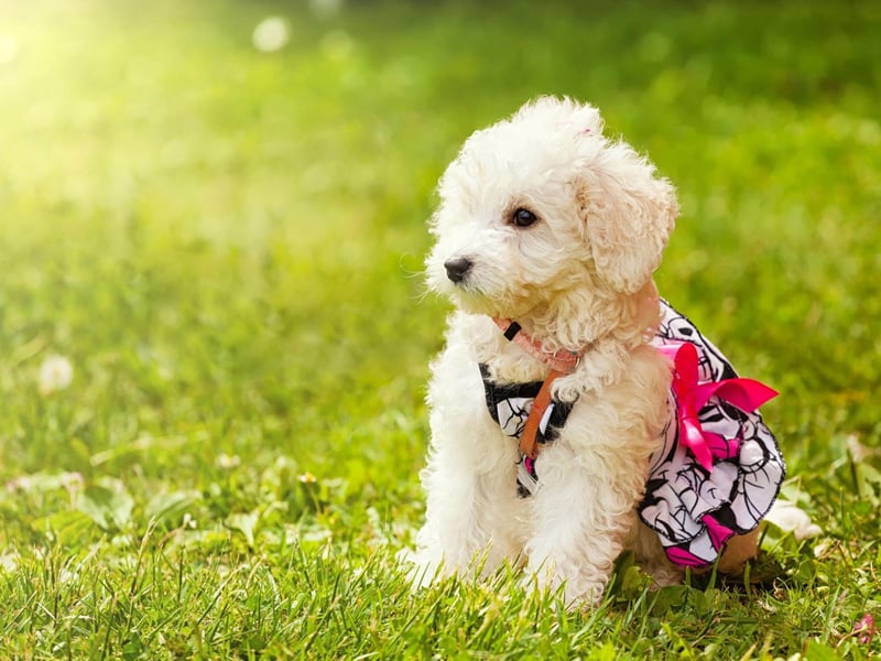Whether you opt for the standard, mini or toy varieties, all poodles shed very little of their soft, curly hair. They are also highly intelligent and easy to train.