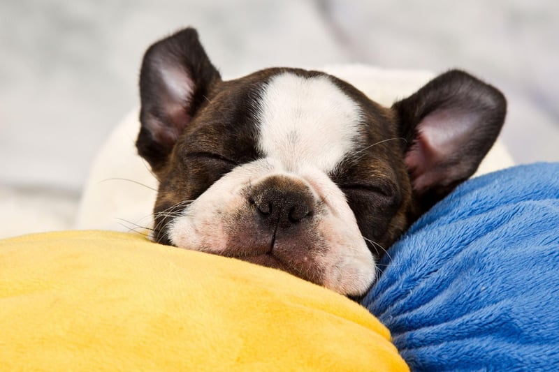 Quite a few of the Terrier breeds fit firmly into the high energy category, but the Boston Terrier is more chilled than many of its cousins. Well known for being playful, they'll happy relax at home once they've had their daily dose of adventure.