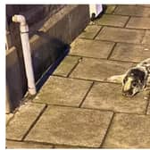 The seal was spotted wandering in Stonehaven High Street on Tuesday night. PIC : Kirkton Veterinary Centre.