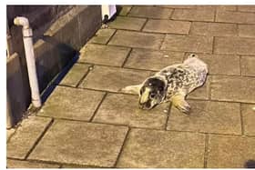 The seal was spotted wandering in Stonehaven High Street on Tuesday night. PIC : Kirkton Veterinary Centre.
