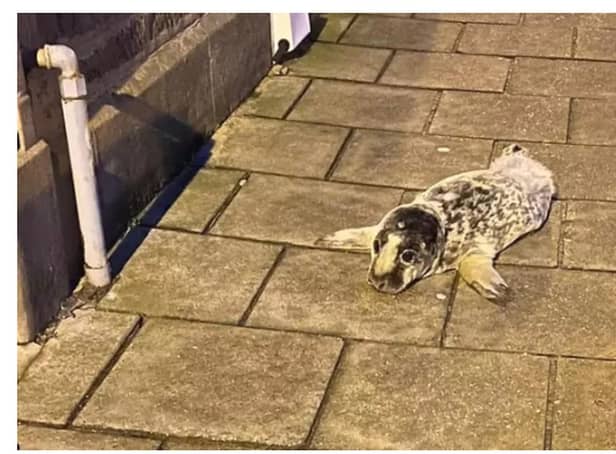 The seal was spotted wandering in Stonehaven High Street on Tuesday night. PIC : Kirkton Veterinary Centre.