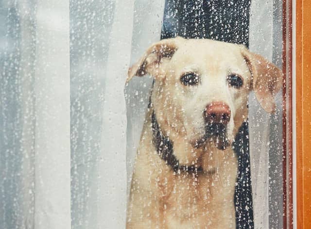 Some dogs find it very hard to be left alone.