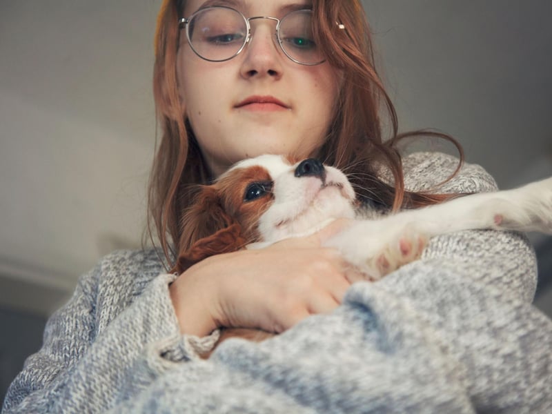 When it comes to lapdogs, there's no better breed for a teenager than a Cavalier King Charles Spaniel. Equally happy to snuggle up for a night in front of the television or head to the park to play games, this is a dog that will provide plenty of loving entertainment for their young owner.