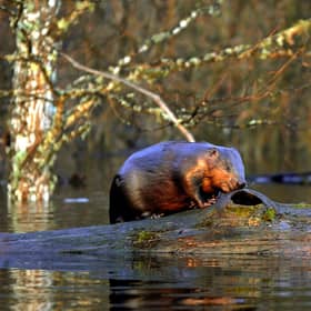 Research has shown how the preservation of beaver habitats can improve the fire-resistance of the landscape (Picture: Viktor Drachev/AFP via Getty Images)