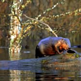 Research has shown how the preservation of beaver habitats can improve the fire-resistance of the landscape (Picture: Viktor Drachev/AFP via Getty Images)