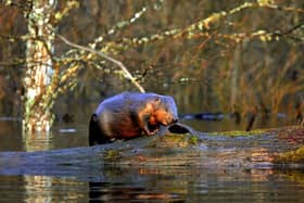Research has shown how the preservation of beaver habitats can improve the fire-resistance of the landscape (Picture: Viktor Drachev/AFP via Getty Images)
