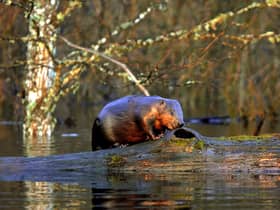 Research has shown how the preservation of beaver habitats can improve the fire-resistance of the landscape (Picture: Viktor Drachev/AFP via Getty Images)