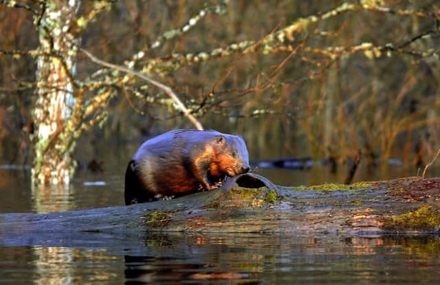 Research has shown how the preservation of beaver habitats can improve the fire-resistance of the landscape (Picture: Viktor Drachev/AFP via Getty Images)