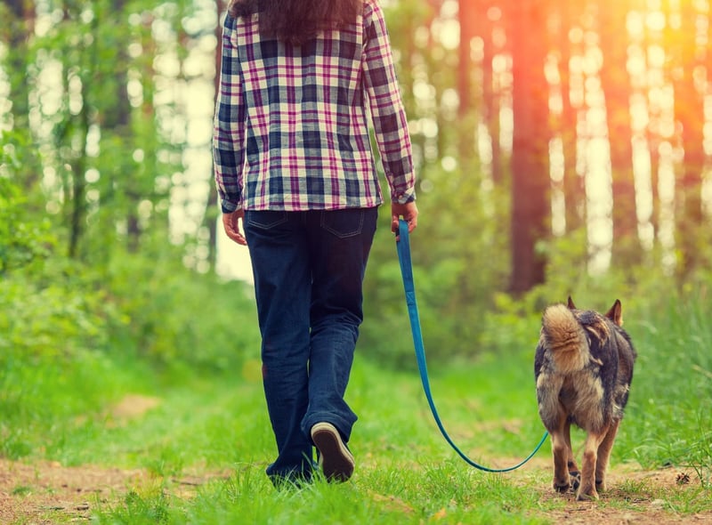 Be seen and be heard as the owner - so as to make everyone aware that the dog is yours and you have a constant eye on it, to deter any dognappers.
